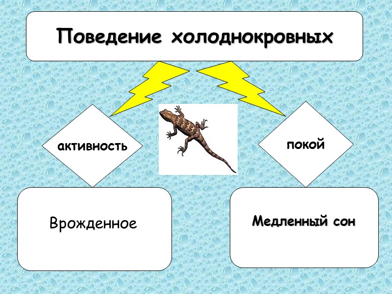 Бодрствование Медленный сон Быстрый сон активность покой Медленный сон   Врожденное  Поведение